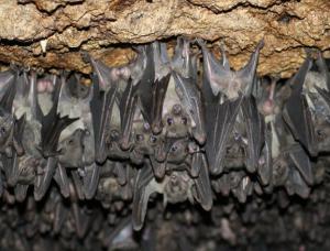 CONTROLE DE MORCEGOS